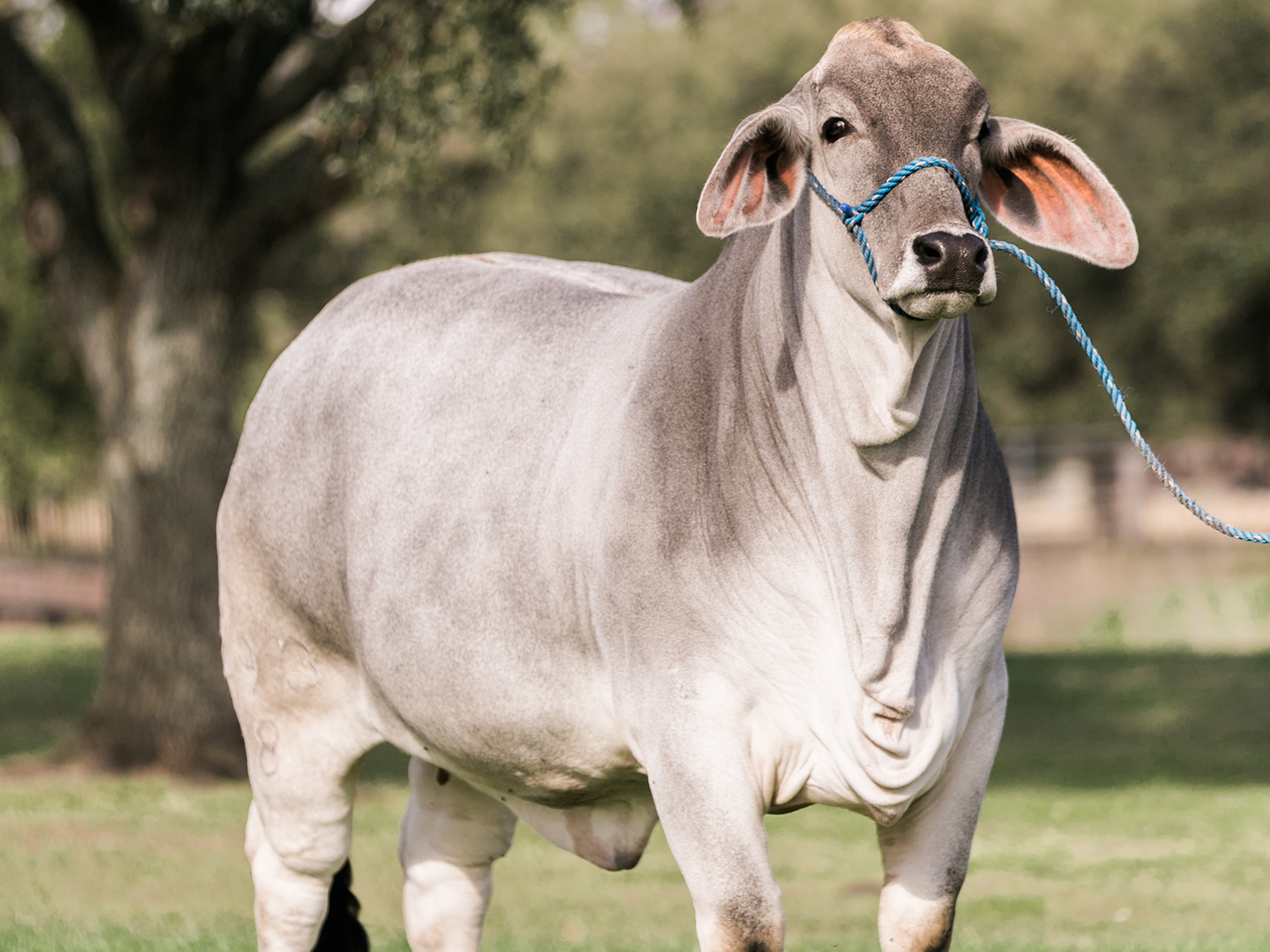 V8 Brahman Show Cow Halter Breaking Example