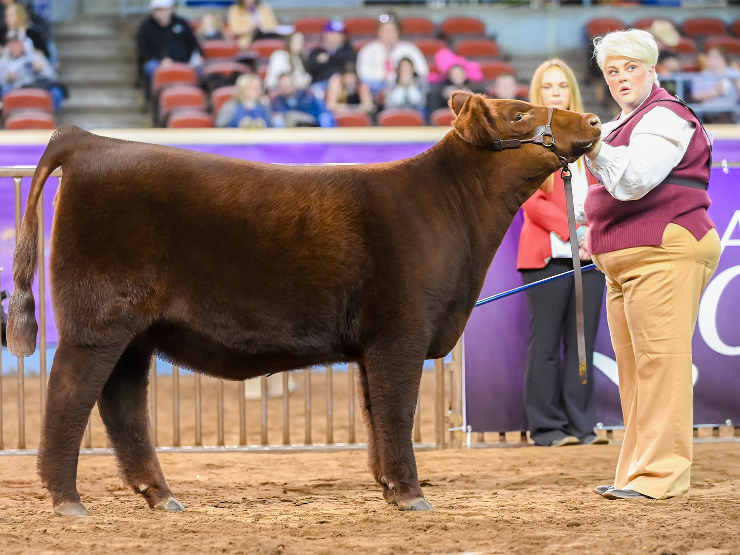 V8 Ranch and Cates Farm at 2024 Shorthorn Junior Nationals