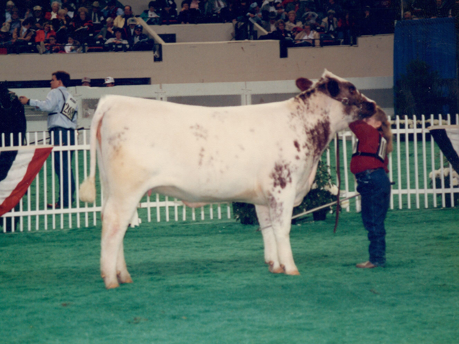 V8 Ranch and Cates Farm at 2024 Shorthorn Junior Nationals