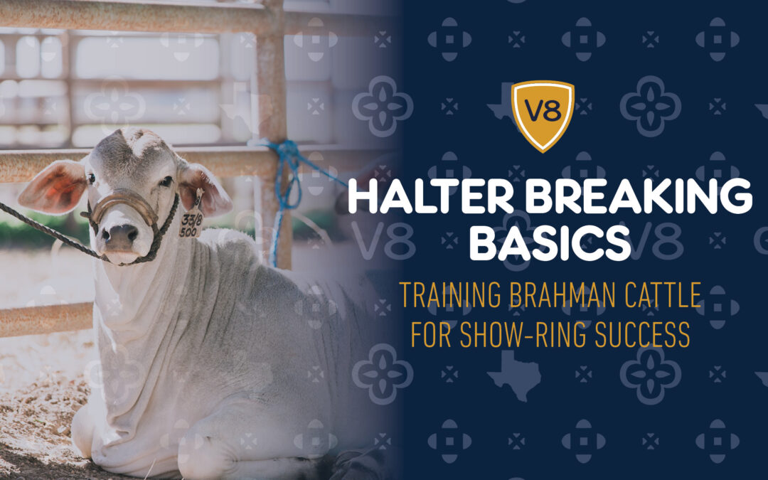 Halter Breaking 101: The First Step to Show-Ring Success for Brahman Cattle