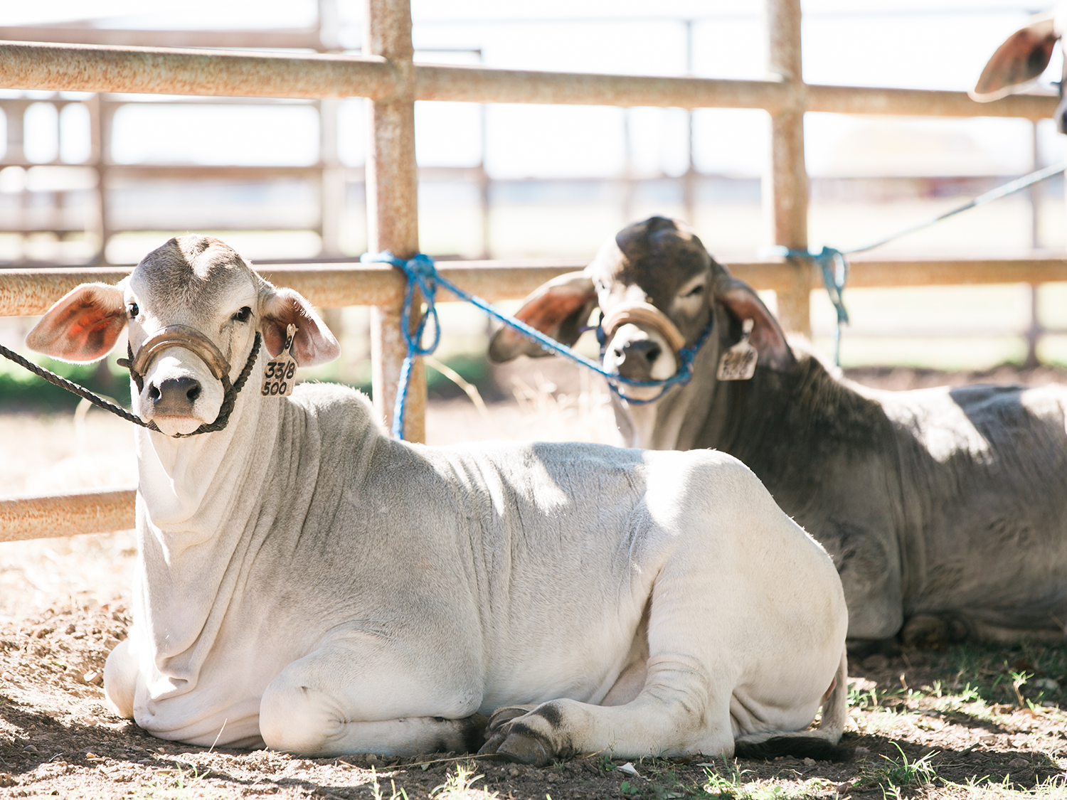 V8 Brahman Show Cattle Halter Breaking Guide