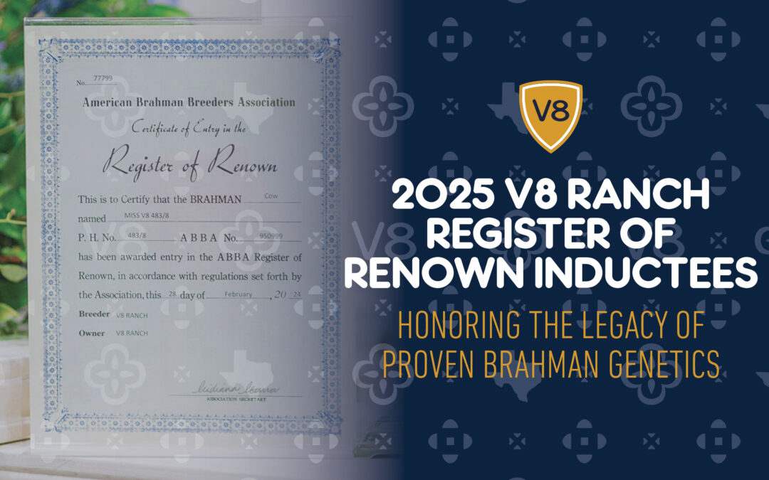 V8 Ranch Celebrates 2025 Register of Renown Inductees at the International Brahman Show