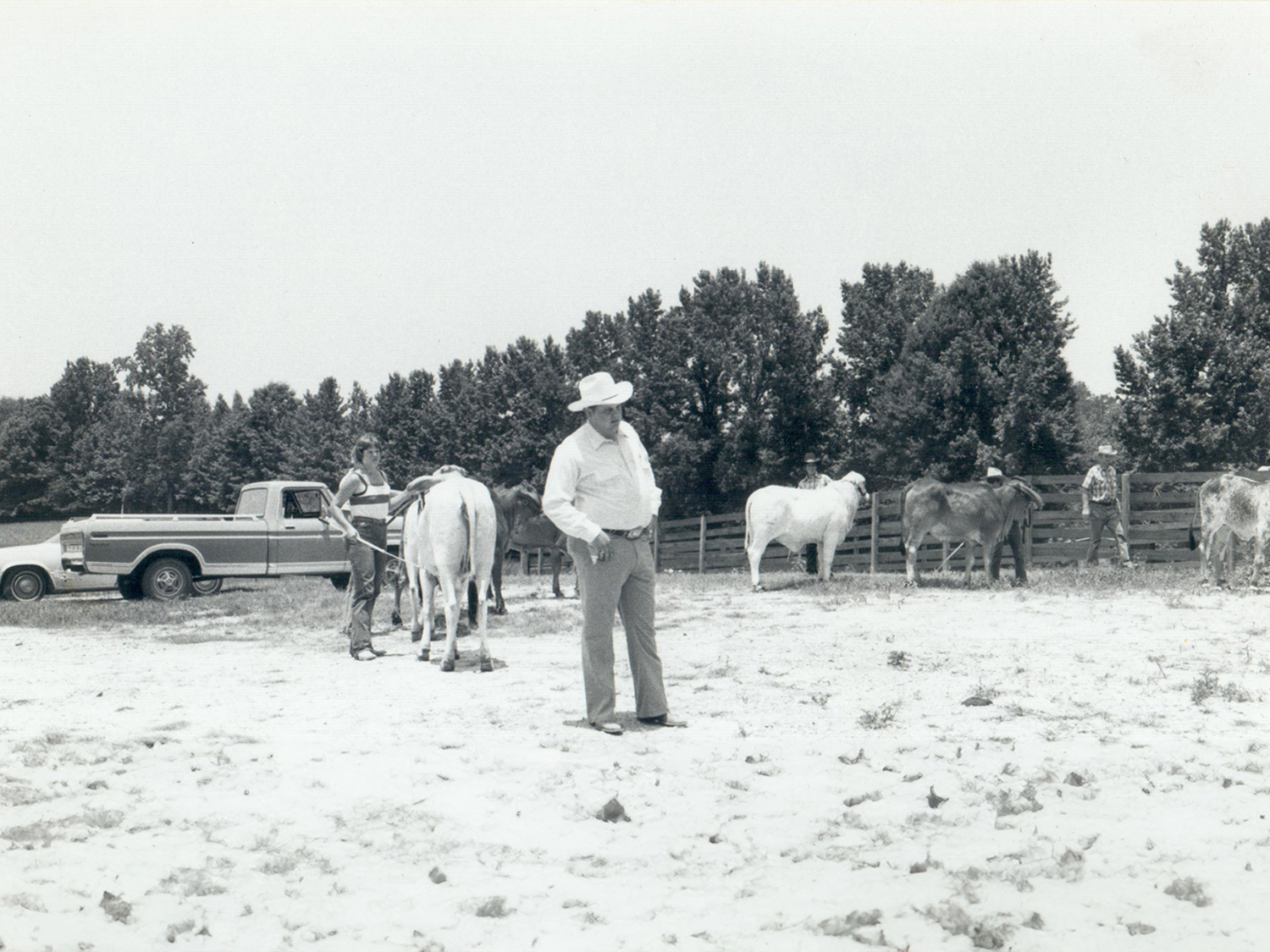 Renowned judge Jim Williams of V8 Ranch assessing cattle conformation and breed characteristics with a trained eye for true quality.