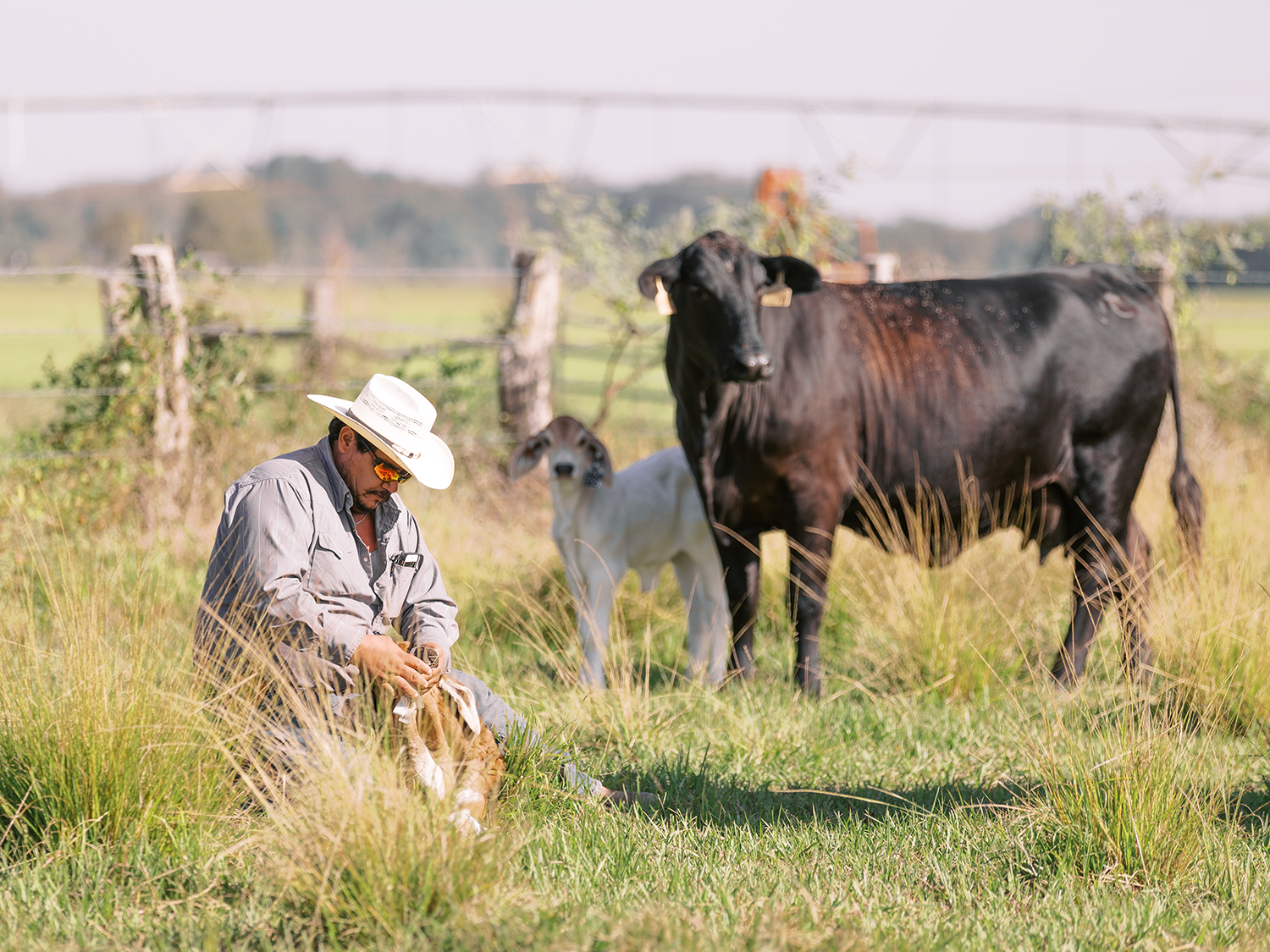 V8 Ranch team member Frank Garcia tagging a newborn Brahman calf—accurate birthdate documentation ensures honest show cattle practices.